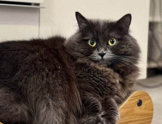 Временен дом за вашата очарователна котка🐱